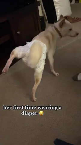 😂😂😂😂 #foryou #fyp #dogsoftiktok 