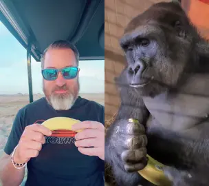 #duet with @gorillatiks #gorilla This IS the best way to eat a banana. #bigfamilybiggerfun 
