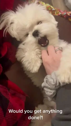 It's not my fault that Mommy doesn't get anything done... 🤷‍♀️🐾 #howamisupposedtogetanythingdone #maltese #dog #puppy #mulliganthemaltese #fyp #maltesers #puppies #dogs #PetsOfTikTok #maltesedog #cutedogs #cutedogsoftiktok 
