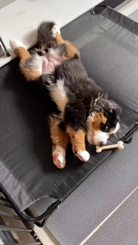 So thankful we’ve found you! 🥰🖤🤎🤍 #bernesemountaindog #cutedog #伯恩山犬 #バーニーズマウンテンドッグ #PetsOfTikTok #毛孩日常 #bernesepuppy 