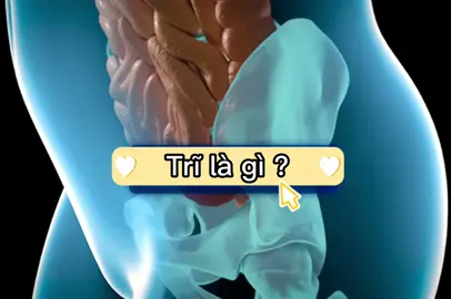 Trĩ là gì và các loại trĩ 🌹