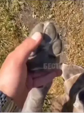 Hello!!!!!#dog #funnypets #trending #foryou 