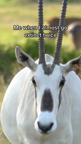 The arabian oryx was at one point extinct in the wild! This means that there were no more breeding individuals left to sustain the population. Original reintroduction efforts were almost thwarted by poaching, but with international help they have been reestablished and were the first mammal to have their IUCN status changed from “extinct” to another simply “vulnerable!”  #arabianoryx #antelope #endangeredspecies #fossilrimwildlifecenter 