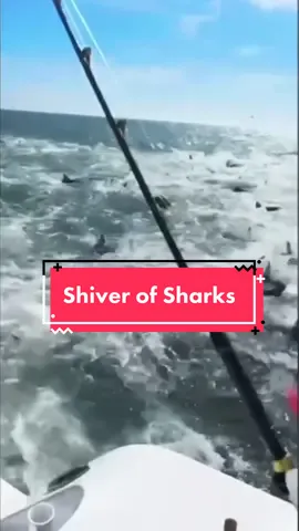 #shiverofsharks #sharks #sharkfrenzy #sharksfeeding #sharksoftiktok #animalnews #news #sunrisetvshow #fyp #foryoupage #animalsinthewild #crazynewsstories #kochie #crazyanimalstories #sharksmaina 