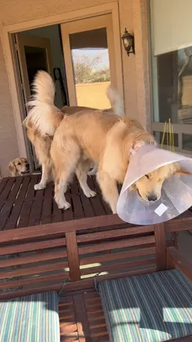 Once again proving a cone will not stop him from a good time 🥳 #blue #goldwnretriever #goldenbros #tub  #finn 