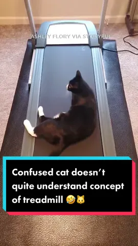 A one-year-old cat in Arkansas is yet to fully grasp how a treadmill works. 🤣🐈 #abc7la #abc7eyewitness #news #animalsoftiktok #animals #catsoftiktok #cats #treadmill #arkansas 