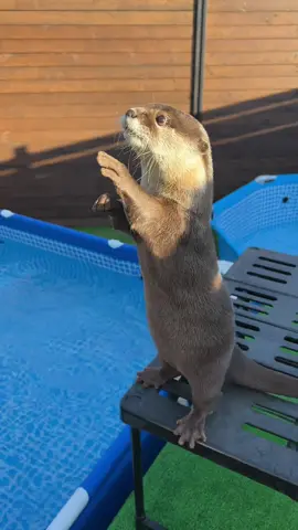 Dinner 夜飯 #Aty #Ui #otter