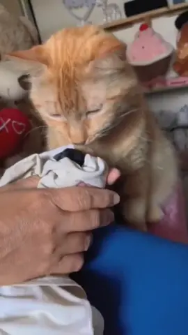 pero que a pasaoooo😳 #la #rosa #de #la #lupe #televisa #humor #video #tiktok #gato #gatotiktok #mi #hijo #es #negro #negrooooooooooo 