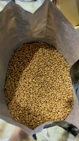 Hạt cat’s eye Hàn Quốc 13.5kg 😍 #catseyes #catfood  #xh #xuhuongtiktok 