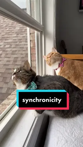 Synchronicity 😻 #catsoftiktok #tiktokcats #cats #cute #gingercat #kona #kai 