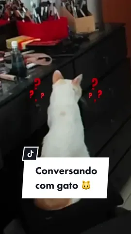 Comunicação felina, aprendam conversar com gatos 🐈 #wanessawolf #fy #gatos #cats #viral