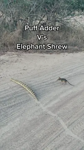 An amazing sighting of a puff adder and an elephant shrew while on safari in the South Liangwa, Zambia. #snake #puffadder #shrew #elephant #elephantshrew #safari #wildlifephotography #wildlife #nature #wildlifephotographer