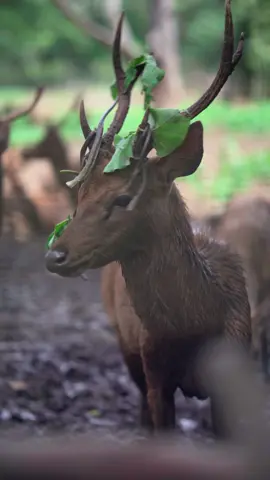 Javan Rusa: Looking for Help! #rusatimor #sundasambar #JavanRusa #fyp #deer #wildlifephotography