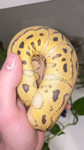 #python #ballpython #reptile #reptiles #reptilesoftiktok #tiktok #pet #pets #PetsOfTikTok #snake #snakes #snakesoftiktok #reel #reels ##cute##viral##snek##clown##clowningaround