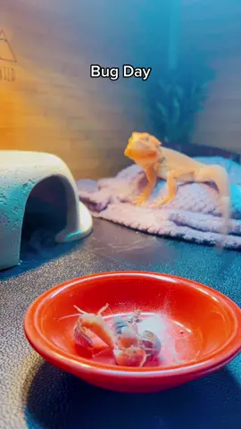 Samson is dining on Dubia Roaches dusted in Calcium + D3 — #foryou #fyp #fypシ #foryoupage #fypage #fancyrestaurant #gastronmia #gastronomic #feedfeed #feedingtime #mukbang