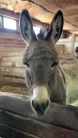 Help us save the sanctuary🥹 Please Donate:  https://lchpr.org This is boomer🥹🫶🏻 #sos #savethesanctuary #rescue #shrek #donkeyoftiktok #rescuehorse #rescuedonkey #rescueponies #horse #poniesthatjump #fyp #equine #foryourpage #canada 