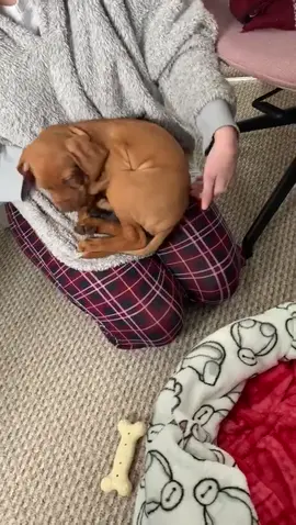 3 years in from this and he is still just as clingy 😅🥰 #dog#vizsla#vizslasoftiktok#cute#dogsoftiktok#fyp