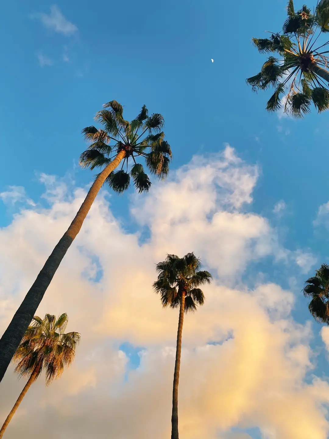 Silly San Diego 🏝🥤🍣 #sandiego  