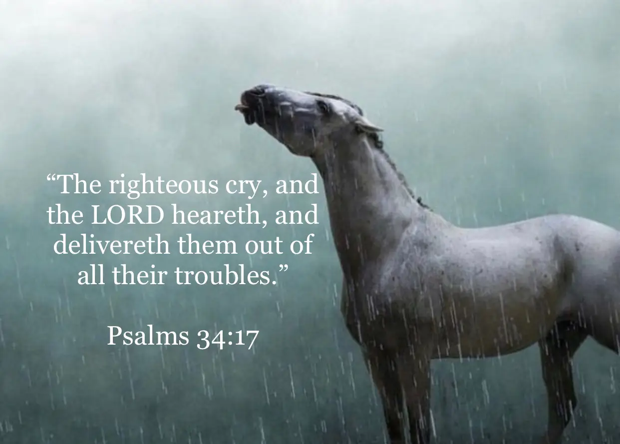 For those going through a tough time right now that need some encouragement in the Lord.   #AXERatioChallenge #fypシ #foryoupage #trending #christiantok #bible #scripture #jesus #God #prayer #biblestudy #ashburyrevival #sadness #depressionanxiety #MentalHealth #horsesoftiktok #horsetok #equestrian #horsebackriding #horseriding #animalsoftiktok 