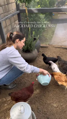 Getting chickens was a dream of mine & my husband REALLY delivered on the coop! We love having chickens so much! Happy to answer any questions or make more videos if you guys like the chicken content 😂 #backyardchickens #chickentender #chickensoftiktok #motherhood #MomsofTikTok #morningchores #morningvlog #chickencaretips #chickencoop #homestead 