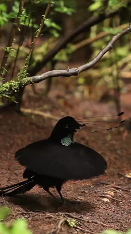 Watch this male Parotia Bird-of-Paradise perform the 