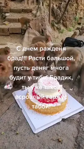 @bombpiska #сднемрождения #брад #обезьяна #манки #макака #бибизьянка #fypシ #on #fyp #пон