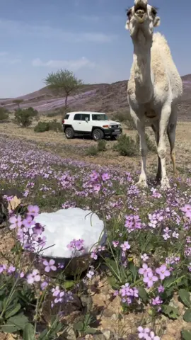 #ربيع #جبال_النير اليوم ٨ / ٨ / ١٤٤٤ #برق_النير #عفيف #البجاديه 