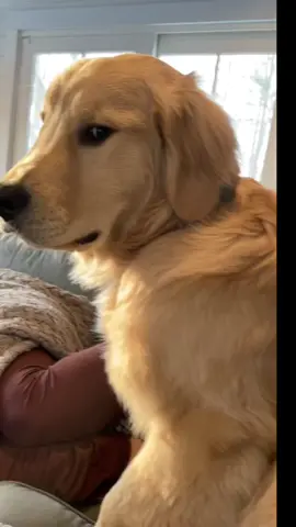 King of side eye #goldenretriever #puppiesoftiktok #puppysideeye #retrieverpuppy #puppylove 