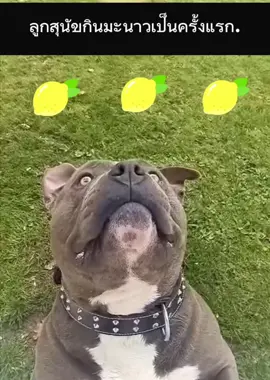 ลูกสุนัขกินมะนาวเป็นครั้งแรก.🍋🍋🍋#หมาน่ารัก #หมาน่ารักน่าเอ็นดู😆 #หมาน่ารักก #หมาญ #สวนสัตว์tiktok #สวนสัตว์tiktok🤟🥰😘❤️ #fypシ #สัตว์โลกน่ารัก❤️ #หมาน่ารักน่าเอ็นดู #สวนสัตว์ 