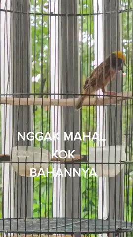 #viral #manukisian #wongekicau #kicaumania #hobikicauofficialchannel #muraibatuindonesia #burungmasteranmewah #manyar
