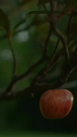 En su trampa cai la manzana mordí 🍎🤤 #litkillah #latrampaesley #lyrics #musica #parati #rolitas #ensutrampacailamanzanamordixd #viral #clasico 