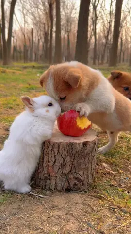 Cutest Pet #145 #shorts #cute #rabbit #puppy #fyp #foryou #viral #trending #funny