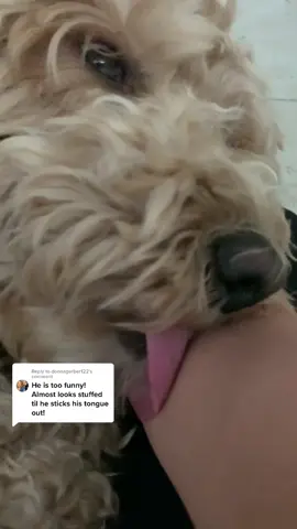 Replying to @donnagerber122 kisses from Simba. He thanks everyone fur the love 🤍🐾