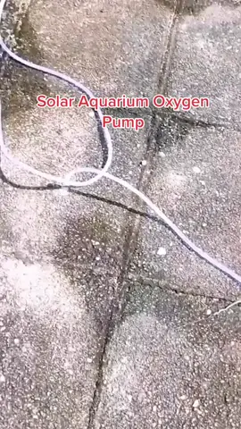 #solar #oxygenpump #fishing #aquarium 