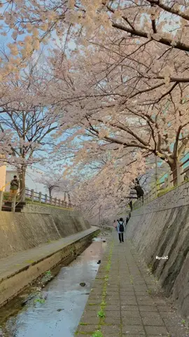 🌸🌸🌸 #teamrt001 #japan 