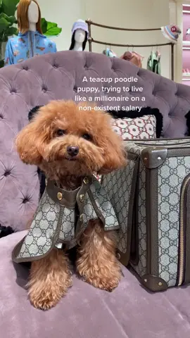 Gucci pet collection🤌🏻🐩 #gucci #guccidog #designerdogs #poodle #spoilt #luxury #tiktoksg #guccipet 