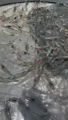 Tôm thẻ ao bạc đáy 33 ngày tuổi #tomthechantrang #nuoitom #nuoitomcongnghecao 