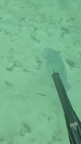 Fish came back to laugh at me #fyp #spearfishing #fishing 