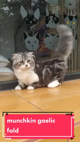 kuy di adopt  munchkin gaelic fold jantan usia 5 bulan lokasi Cirebon 0895602364313 #bimpetshop #adopsikucing #pecintakucing #lovecat #cat #kitten #munchkincat #kitten #cirebon #Love #fyp #cute #lucu 