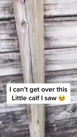 This is so beautiful 🥺❤️ (@Knuckle Bump Farms) #farm #animals #farmanimals #farms #wildlife #farmer #cows 