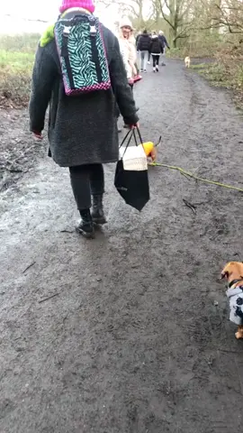 Coming for your ankles!! #dogsoftiktok #ifoundastick #boscoandhisbigstick #dogvideosoftiktok 