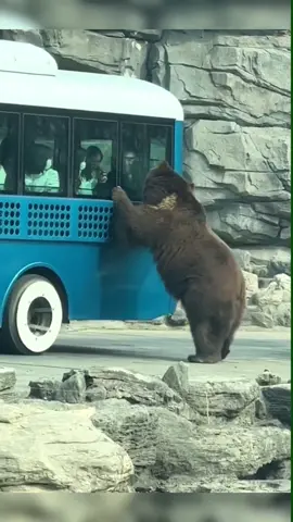 😂#viral #funny #bear #zoo #bus #lmao #ideatimes #foryou #fypシ 