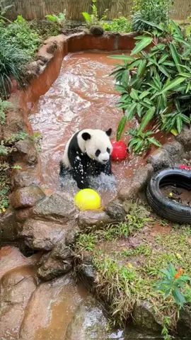 Panda, ball and water 😂#panda #pandaexpress #pandasoftiktok #cutepanda #pandalife #funnypanda #funnyanimals #animalsoftiktok #fyp #foryou 