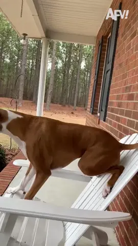 Sit, stay, and watch all these cute Boxer videos 😍🐾 #boxerdog #dog #pets #cute #funny #dogsoftiktok #afv 