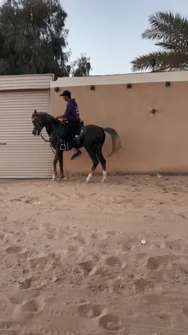 #سكاكا_الجوف #اكسبلور #خيل_وخياله🐎 #CapCut #خيل_عربي_اصيل 