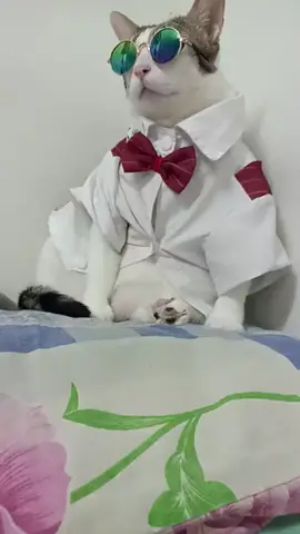 jarang² lah yoyo x ensem🤭 yoyo pakai baju kenangan🥰 nanti kakak beli baju baru utk yoyo taw...baju ni kita letak dlm frame 🤭 kenangan terindah dalam hidup kakak sejak kakak kenal yoyo 🥰kakak bangga jd groomer..cat sitter...skrg dh jd PA yoyo 🥰terima kasih yoyo hadir dlm hidup kakak🫰#fyp #yoyo #kucingapollo #kucingtiktok 