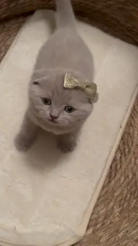 Cuteness overload 💔🥹 #kitten #cutebaby #Love #affectionate #lilac #scottishfold #bow #fyp 