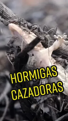 Hora de cazar #fyp #foryou #viral #naturaleza #insecto #hormiga #curiosidades #anthouse #hormiguero 