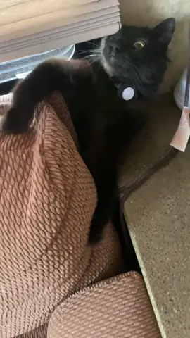 She is terrifying #cat #blackcat #jumpscare #omg #whatisthat 