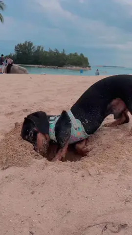 Cavando cavando cavando… 😍 #dog #cachorro #foryou #fy #salsicha #cachorrosalsicha 